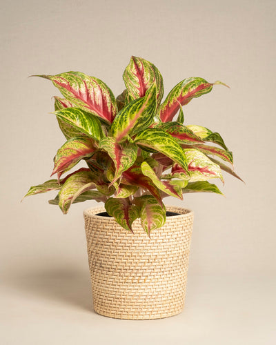 Aglaonema Siam Violet