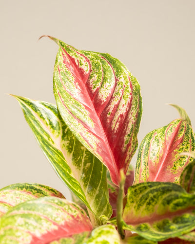 Aglaonema Siam Violet