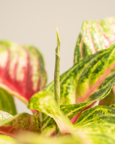 Aglaonema Siam Violet