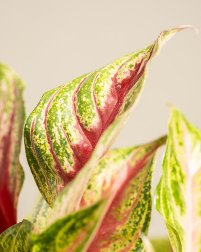Aglaonema Siam Violet
