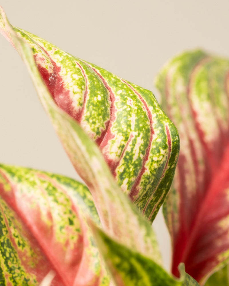 Aglaonema Siam Violet