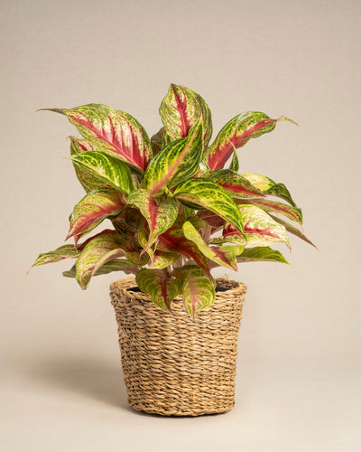 Aglaonema Siam Violet