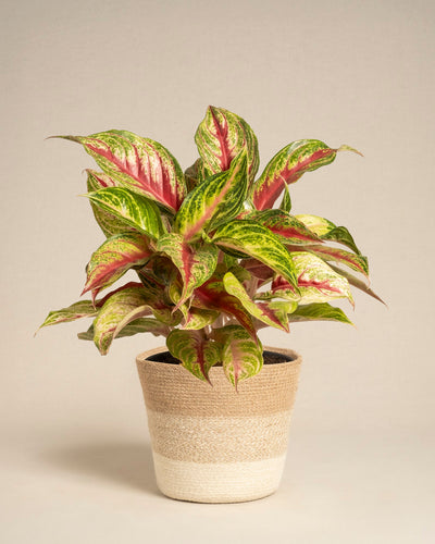 Aglaonema Siam Violet