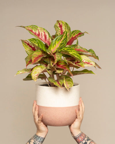 Aglaonema Siam Violet