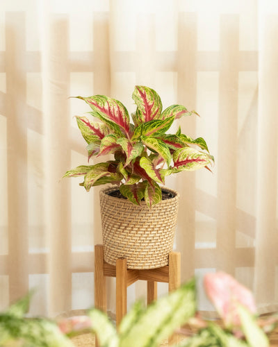 Aglaonema Siam Violet