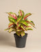 Aglaonema Siam Violet