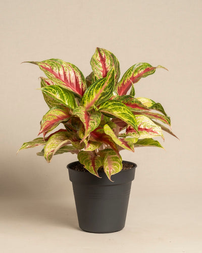 Aglaonema Siam Violet