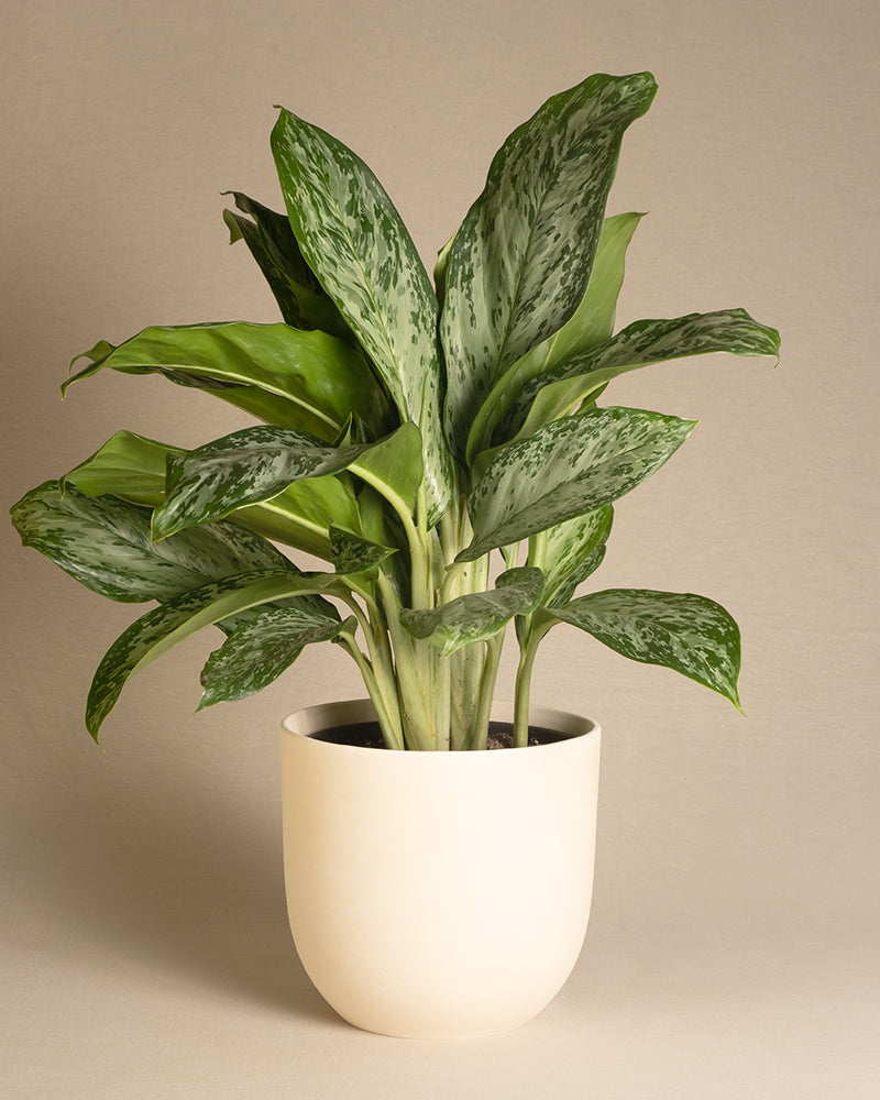 Aglaonema Greenlight in einem weissen Keramiktopf von feey