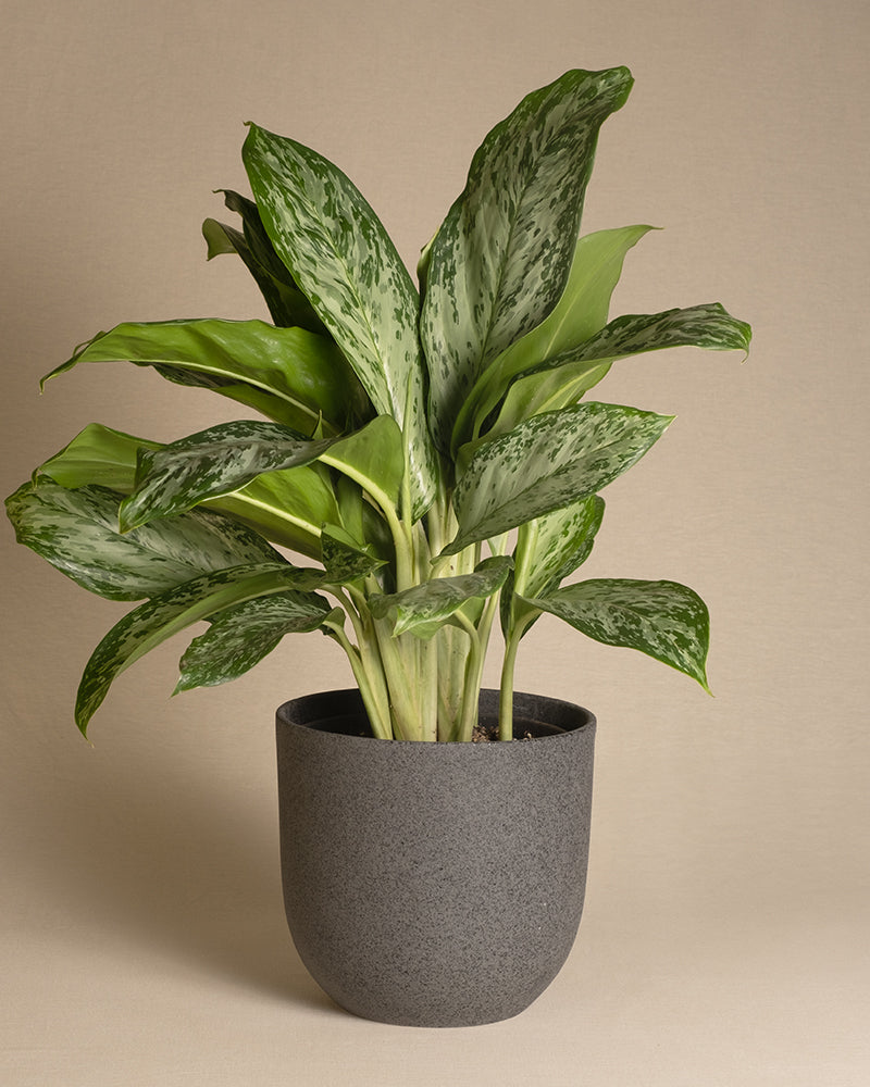Aglaonema Greenlight in einem schwarzen Keramiktopf von feey