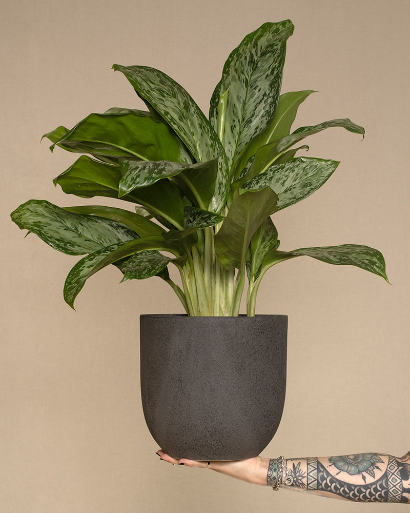 Aglaonema Greenlight in einem schwarzen Keramiktopf von feey balanciert auf einer Hand