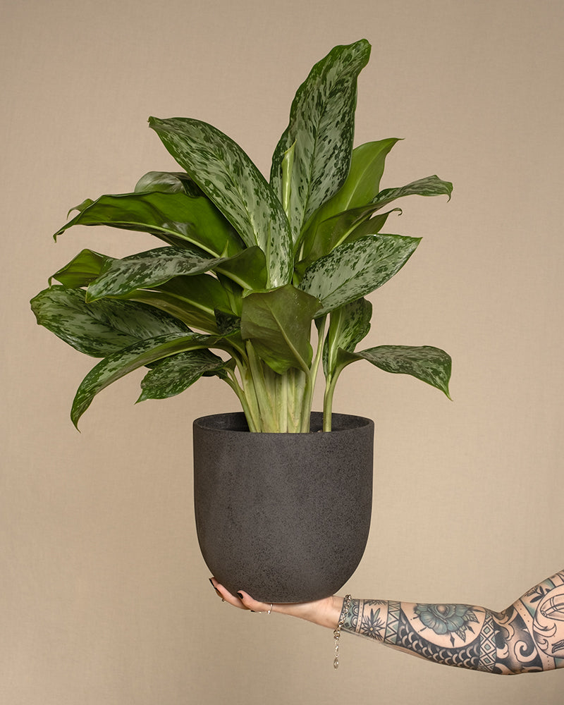 Aglaonema Greenlight in einem schwarzen Keramiktopf von feey balanciert auf einer Hand