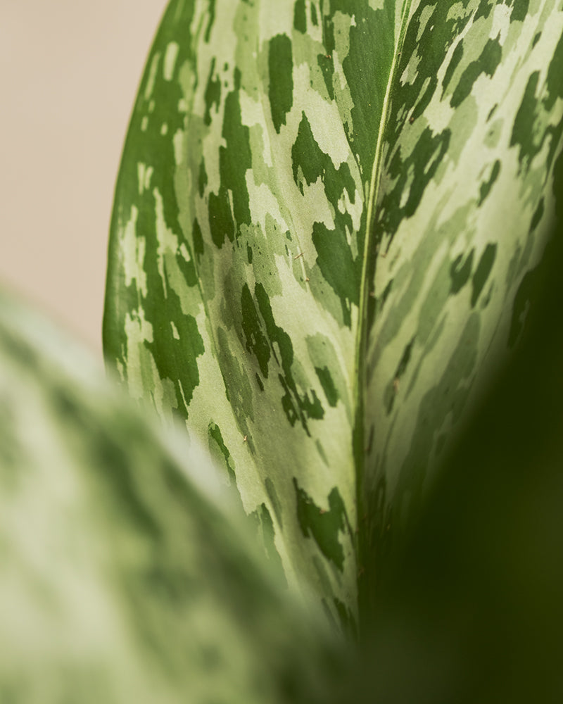 Detailaufnahme Aglaonema Greenlight Blatt