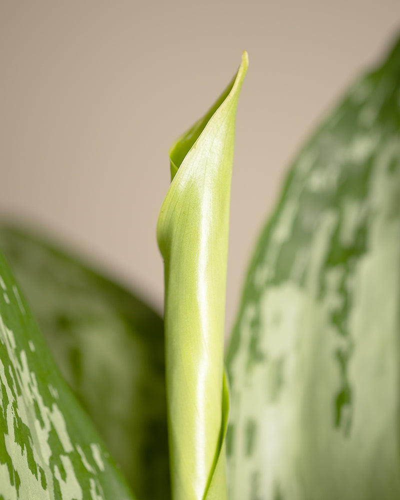 Detailaufnahme Aglaonema Greenlight Blatt
