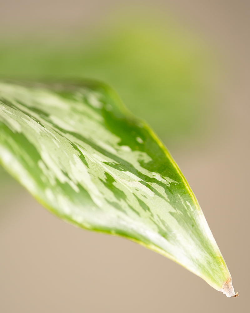Detailaufnahme Aglaonema Greenlight Blatt
