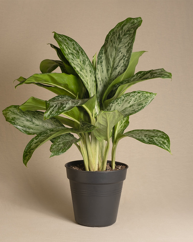 Aglaonema Greenlight in einem schwarzen Innentopf