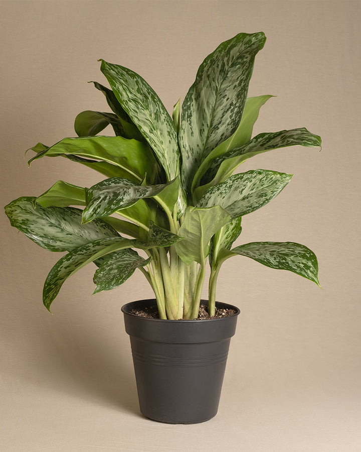 Aglaonema Greenlight | Kolbenfaden | feey Pflanzen 🍃 – feey AG