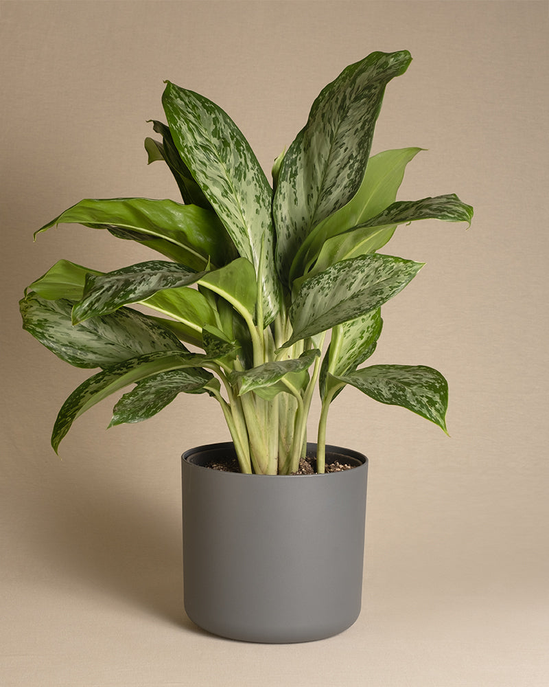 Aglaonema Greenlight in einem anthrazit farbenen Kunststofftopf 