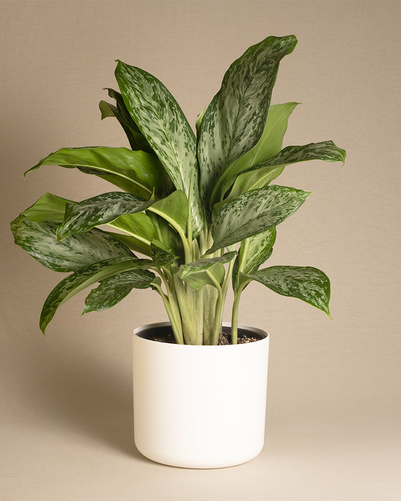 Aglaonema Greenlight in einem weissen Kunststofftopf 