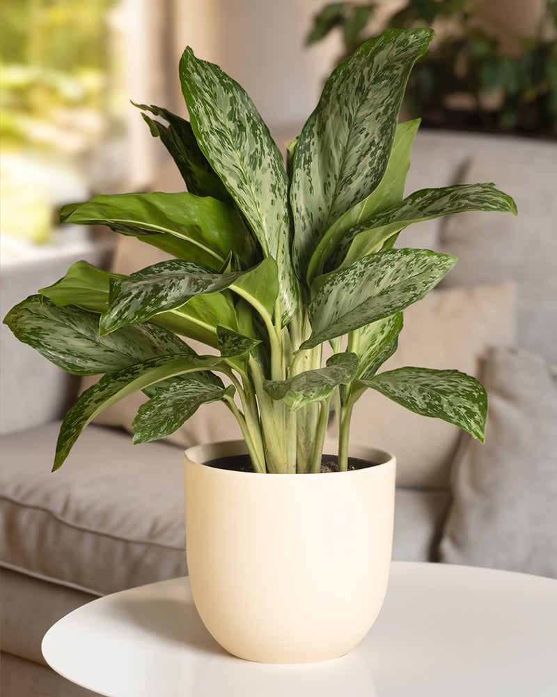 Aglaonema Greenlight in einem Keramiktopf auf einem Tisch im Wohnzimmer