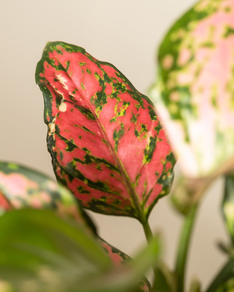 Eine Nahaufnahme eines leuchtenden Aglaonema-Pflanzenblattes aus dem Tropical Beauty Set. Das Blatt zeigt eine auffällige Mischung aus Rosa- und Grüntönen, mit einem rosafarbenen zentralen Bereich und grünen, gesprenkelten Rändern. Dieses exquisite Arrangement vor einem sanft verschwommenen Hintergrund zeigt weitere Blätter in weicherem Fokus und weckt heitere Feriengefühle.