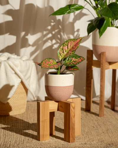 Eine Aglaonema Crimson Love mit leuchtend rosa und grünen Blättern sitzt elegant in einem zweifarbigen Topf auf einem Holzständer. In der Nähe ergänzt eine größere Pflanze die Szene. Im Hintergrund ruht ein geflochtener Korb mit einer weißen Decke auf einem gewebten Teppich und verleiht der Umgebung einen gemütlichen Charme.