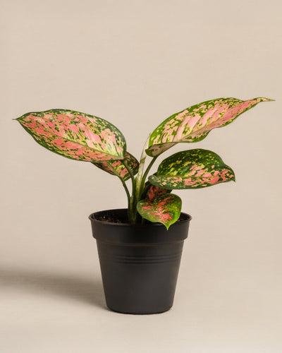 Eine Aglaonema Crimson Love mit bunten grünen Blättern mit rosa und weißen Sprenkeln steht in einem schwarzen Topf. Ihr lebhaftes Muster hebt sich wunderschön von einem schlichten beigen Hintergrund ab.