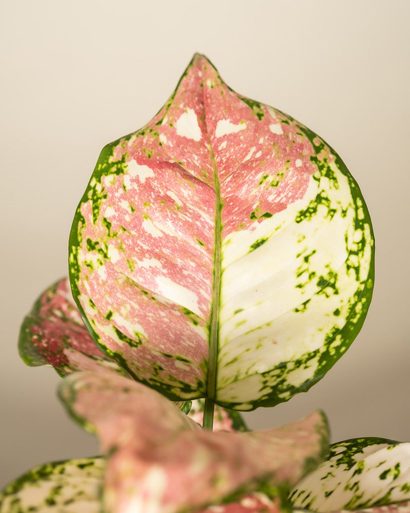 Detailaufnahme eines grün-weiss-pinken Blattes einer Aglaonema Jazzy Red.