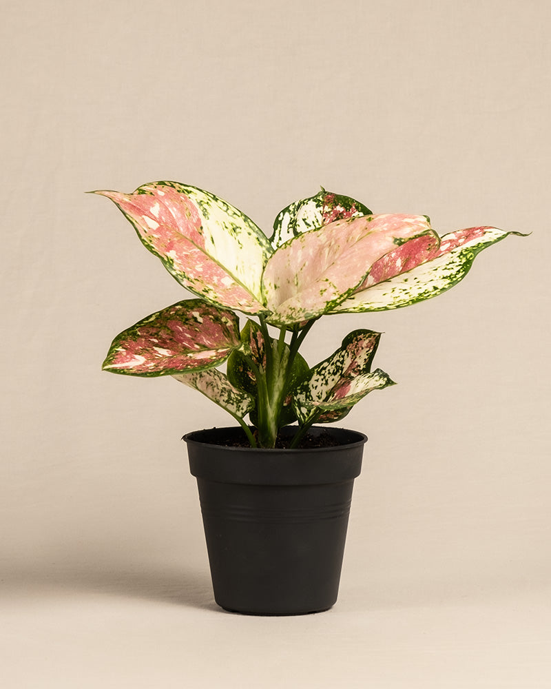 Eine Aglaonema Jazzy Red in einem schwarzen Innentopf.