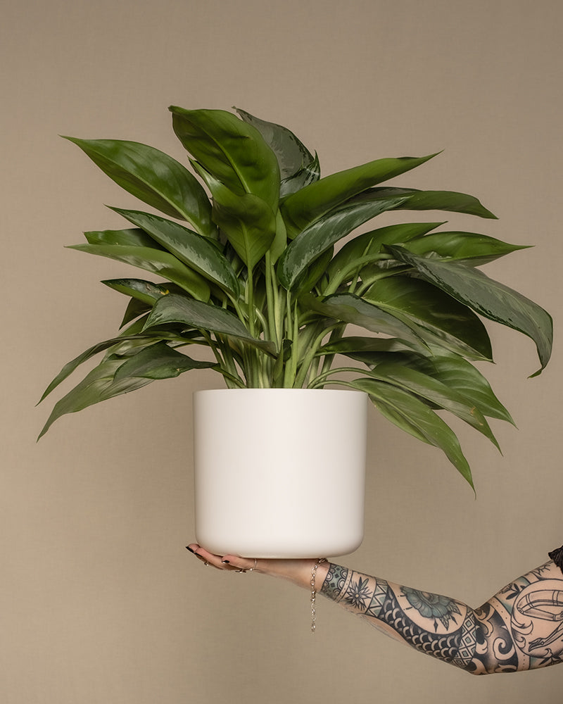 Hand balanciert eine Aglaonema Silverado in einem weissen Kunststofftopf auf der Hand