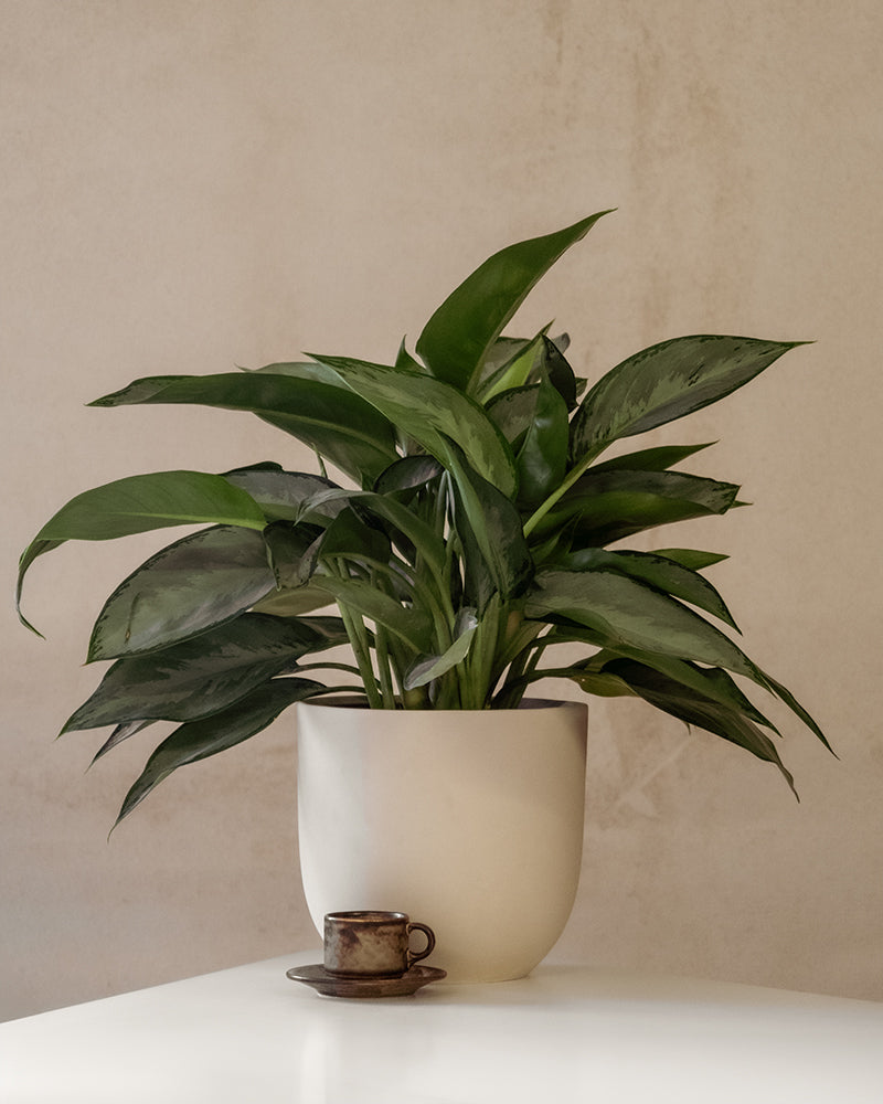Aglaonema Silverado in einem weissen Keramiktopf von feey auf einem weissen Tisch