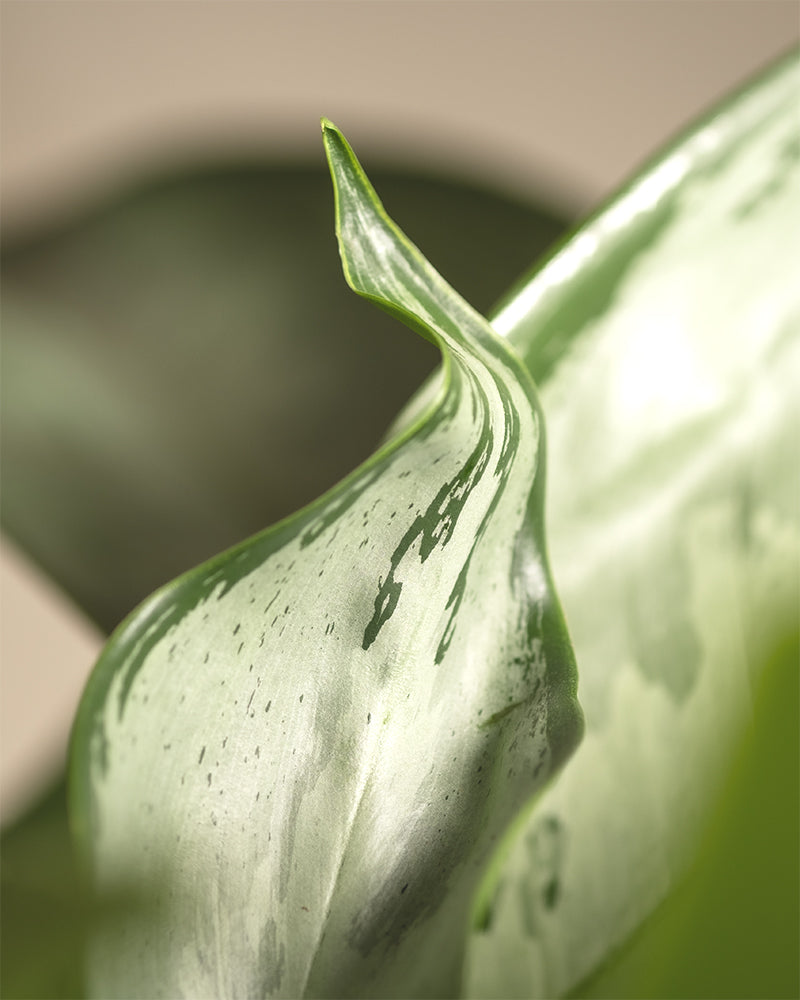 Detailaufnahme von einem Blatt der Aglaonema Silverado