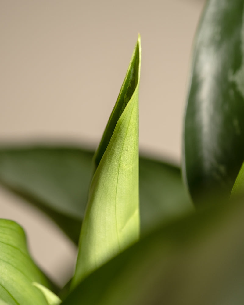 Detailaufnahme vom Blatt der Aglaonema Silverado