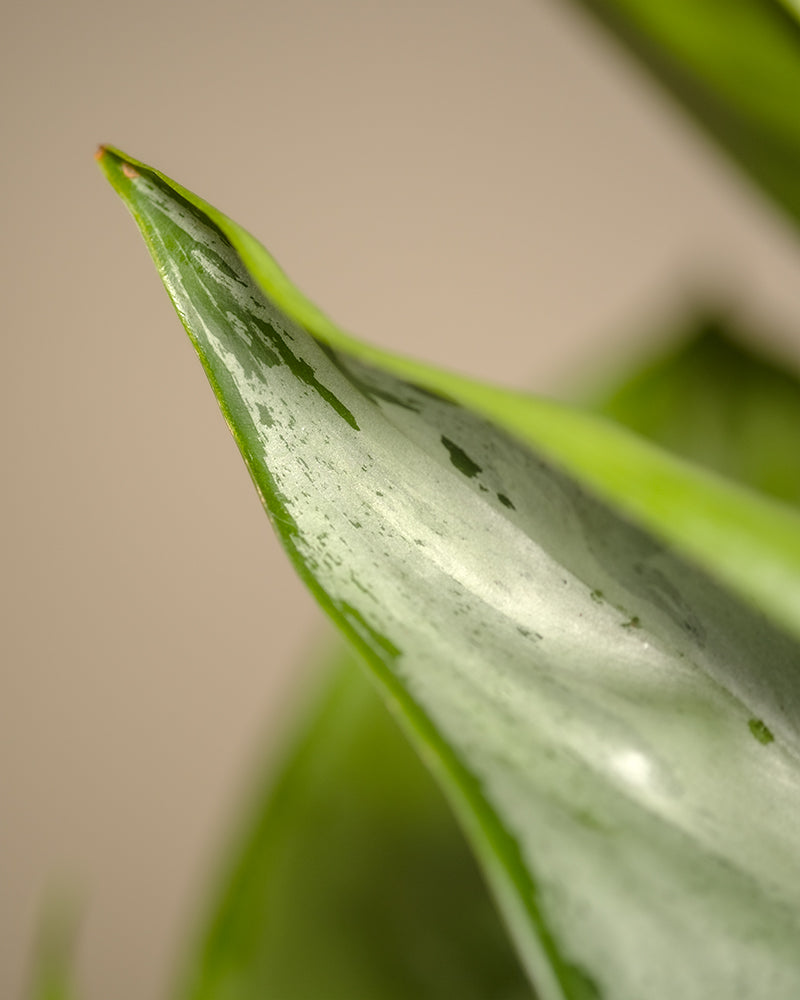 Detailaufnahme vom Blatt der Aglaonema Silverado