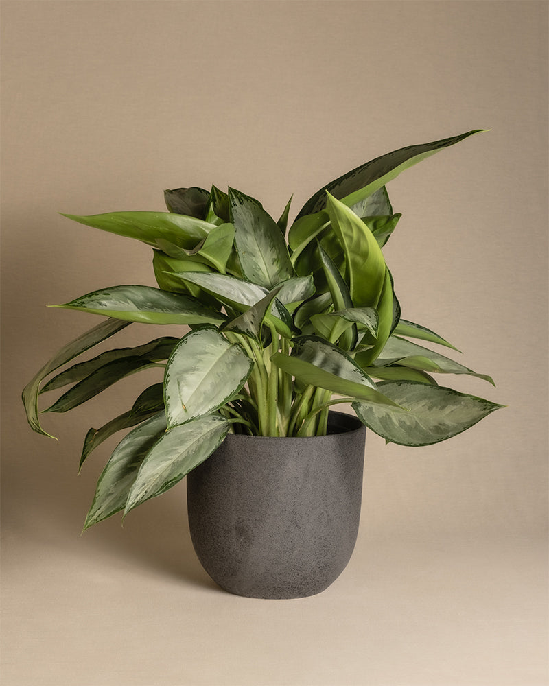 Aglaonema Silverado in einem schwarzen Keramiktopf von feey