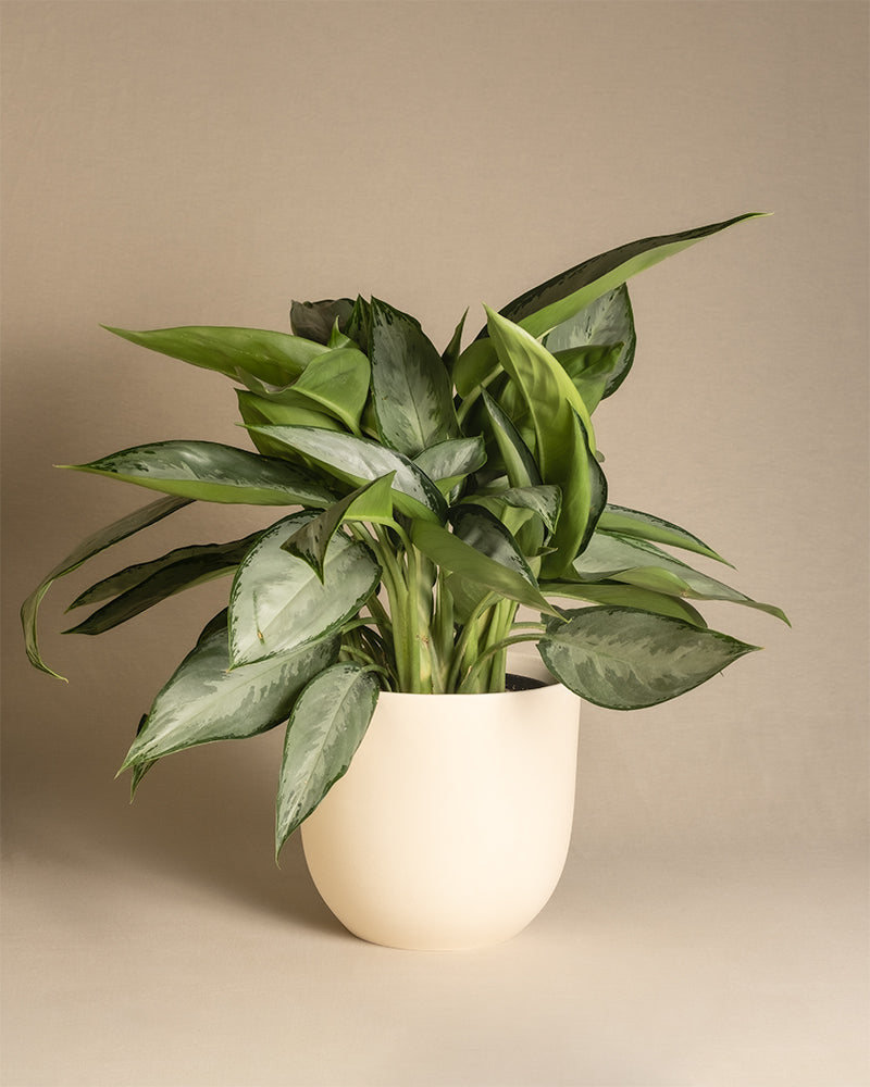 Aglaonema Silverado in einem weissen Keramiktopf von feey