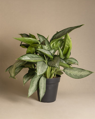 Aglaonema Silverado in einem schwarzen Innentopf