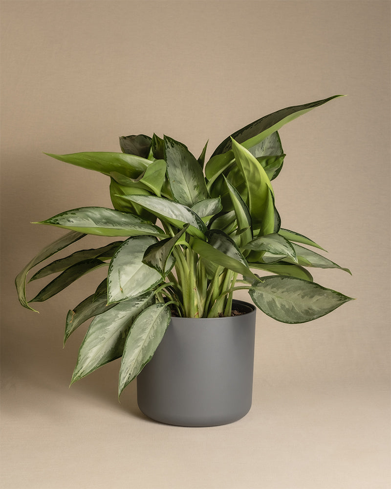 Aglaonema Silverado in einem anthrazit farbenen Kunststofftopf