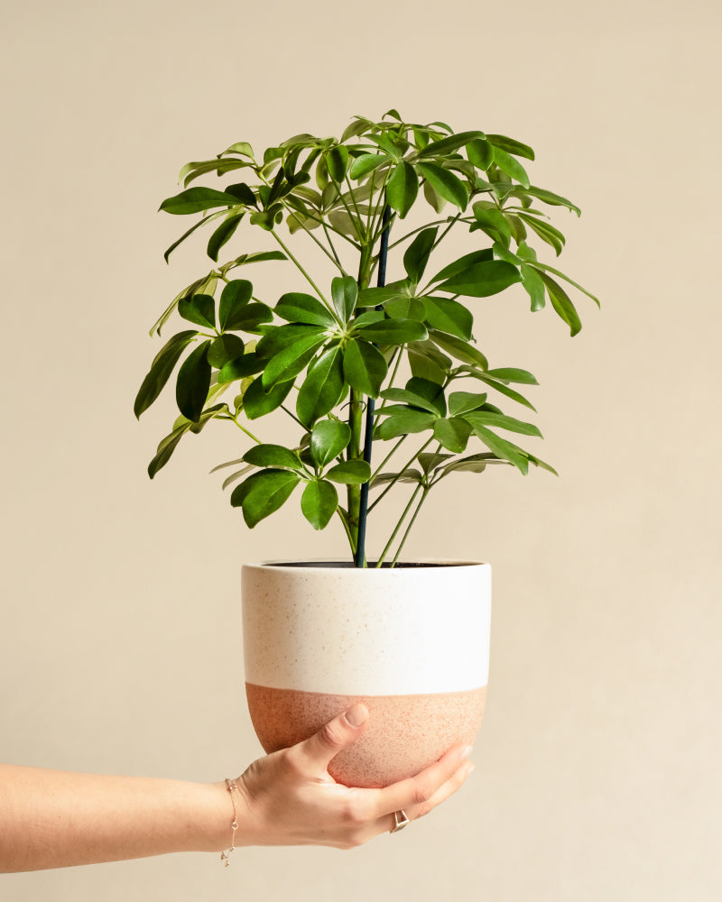 Schefflera in einem Pinken Variado Topf  von einer Hand gehalten