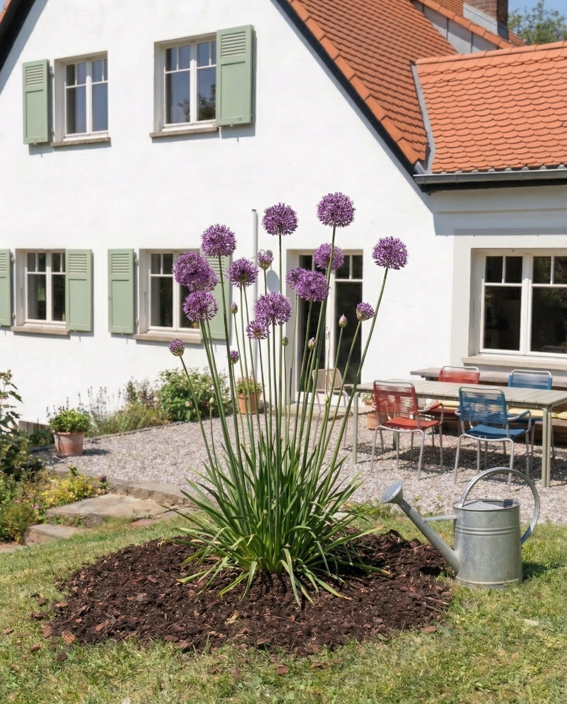 Allium (lila)
