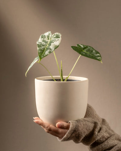 Eine Hand in einem beigen fingerlosen Handschuh hält einen weißen Topf mit einer Pflanze der Art Alocasia micholitziana frydek variegata mit drei grünen, bunten Blättern vor einem sanft beleuchteten, warmen, neutralen Hintergrund.