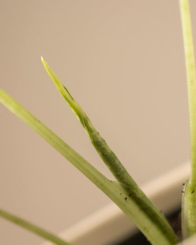 Nahaufnahme eines jungen, schlanken Blattes der Alocasia micholitziana frydek variegata mit einer spitzen Spitze, die wie ein Pfeilblatt nach oben ragt. Das Blatt wirkt frisch und lebendig vor einem neutralen, leicht verschwommenen Hintergrund.