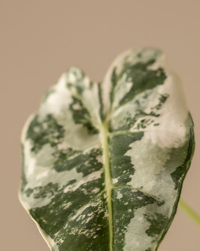 Eine Nahaufnahme eines Blattes der Pflanze Alocasia micholitziana frydek variegata zeigt seine herzähnliche Form mit grünen und weißen Mustern vor einem beigen Hintergrund und betont die Eleganz der Pflanze durch die deutliche Maserung im Design der Natur.