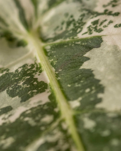 Eine Nahaufnahme eines Blattes der Pflanze Alocasia micholitziana frydek variegata, auch als Pfeilblatt oder Elefantenohr bekannt, hebt eine deutliche grüne Ader und eine abstrakte Mischung aus grünen und cremefarbenen Mustern hervor.