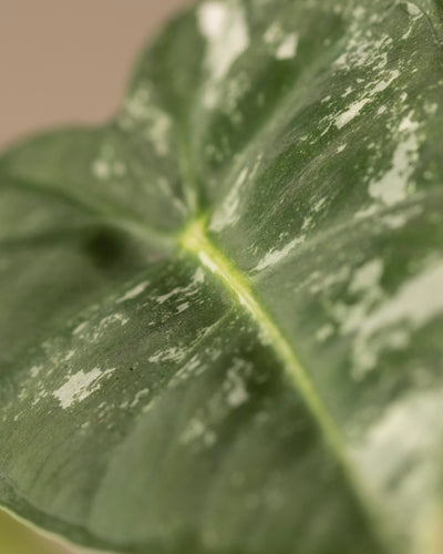 Nahaufnahme des herzförmigen grünen Blattes der Alocasia micholitziana frydek variegata mit weißen Sprenkeln, detaillierter Struktur und markanter Mittelader. Der sanft verschwommene Hintergrund unterstreicht seine Schönheit, ähnlich einem Elefantenohr oder Pfeilblatt.