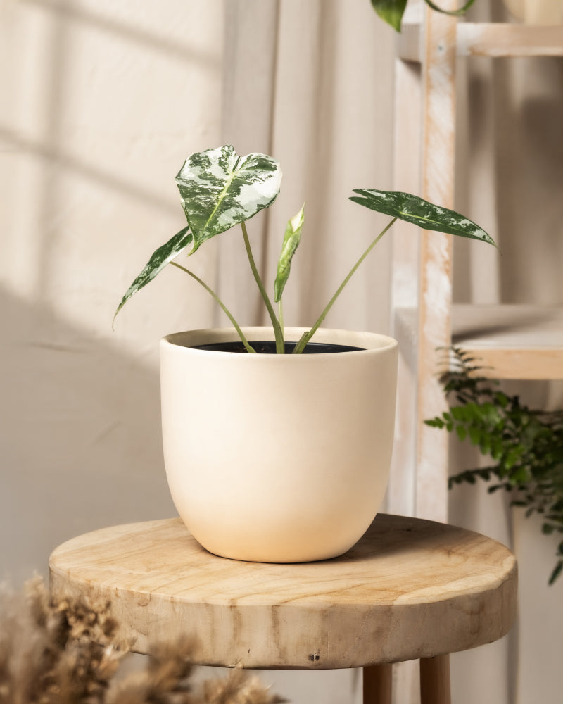 Eine Alocasia micholitziana frydek variegata mit großen, bunten Blättern in einem cremefarbenen Topf steht auf einem Holzhocker. Im Hintergrund sind verschwommene Raumelemente mit natürlichem Licht, eine weitere Pflanze und ein Holzregal zu sehen.