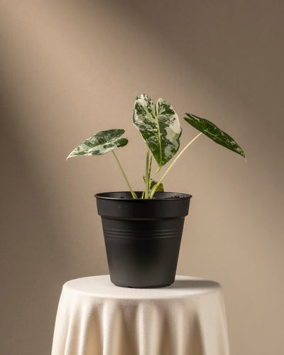 Eine Alocasia micholitziana frydek variegata mit großen, grünen und weißen Blättern steht auf einem runden Tisch mit weißer Tischdecke vor neutralem Hintergrund. Die Pflanze steht in einem schwarzen Topf und wird von oben sanft vom Sonnenlicht beleuchtet.