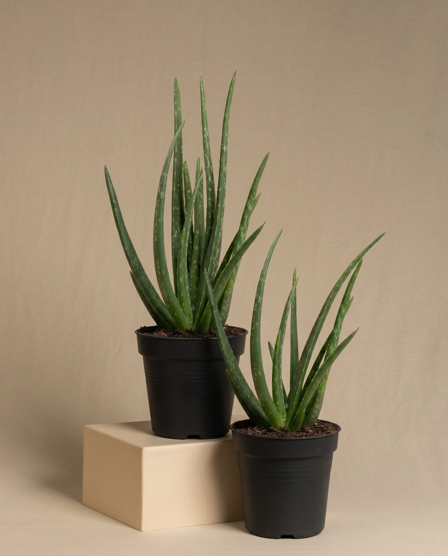 zwei Aloe Veras ohne Übertopf auf baigem Hintergrund.