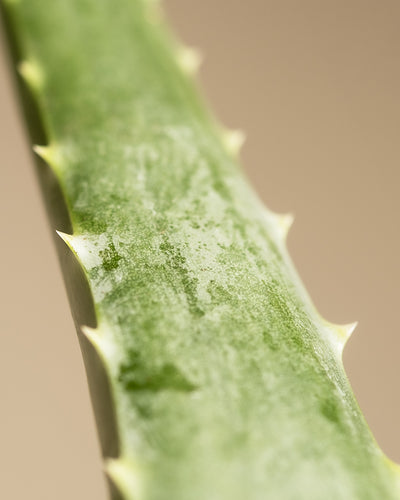 Detailaufnahme einer Aloe Vera, bei der die Struktur und die Zacken gut erkennbar sind.