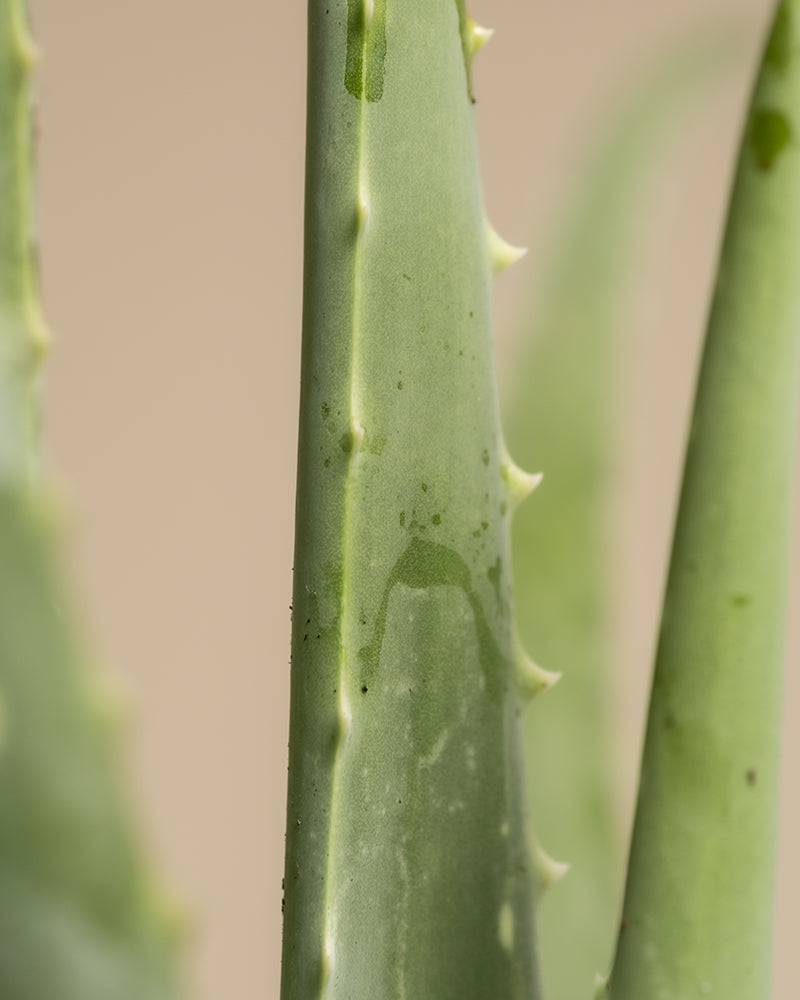 Nahaufnahme eines grünen, stacheligen Aloe-Vera-Blattes mit kleinen Dornen an den Rändern und Wassertropfen auf der Oberfläche. Der Hintergrund, eine weiche, unscharfe neutrale Farbe, verstärkt die beruhigende Atmosphäre. Dieses Bild ist Teil des „Harmony Bundle“.