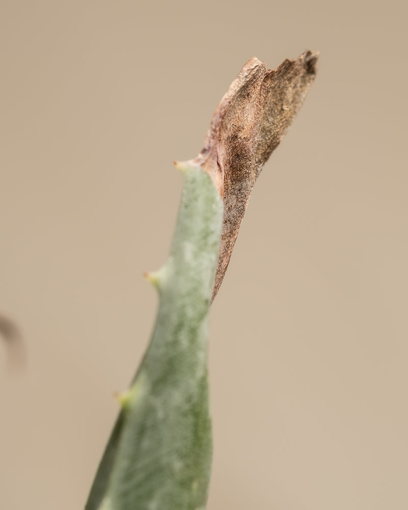 Nahaufnahme der Spitze eines Kaktusblattes, das am Ende trocken und braun ist. Der Rest des Blattes ist grün und weist kleine Dornen am Rand auf – wahrlich ein Harmoniebündel der Natur – vor einem neutralen, unscharfen Hintergrund.